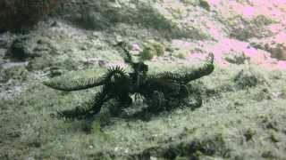 Crinoid Feather Star walking Video by Branko Milovanovic [upl. by Anertac]