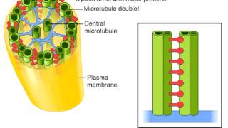 Microbiology 101  Ultrastructure of Bacteria Part 02  Flagella Pili amp Fimbriae  Microbiology [upl. by Bergmans]