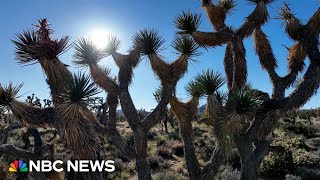 How to Spend a Day in Joshua Tree National Park [upl. by Graf781]