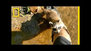 Adorable Raccoon Babies Make Human Friend  National Geographic [upl. by Aivatnwahs]