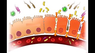 QUE CRECE EN TU INTESTINO SIBO [upl. by Clywd853]