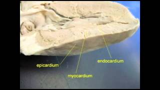 AP2 EXAM 1 HEART MYOCARDIUMavi [upl. by Ahsimrac]