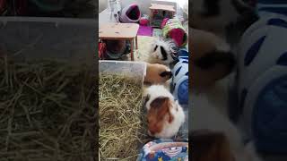 Guinea Pigs get their own Piggie Cam 😍 [upl. by Netsirk]