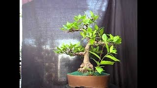 Laurus nobilis Bay Tree Bonsai 13 [upl. by Materi94]