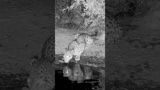 Leopard Laps up Water [upl. by Siramad]