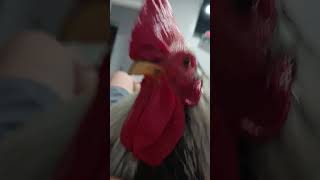 My chicken singing🐓🐓 [upl. by Novanod]