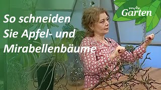 So schneiden Sie Apfel und Mirabellenbäume  MDR Garten [upl. by Sivle]