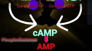 cAMP Phosphodiesterase amp Adenylate Cyclase Metabolism Made Easy [upl. by Anahsor]