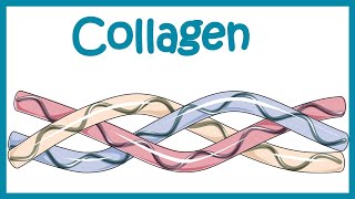 Collagen  Structure classification biosynthesis and clinical importance [upl. by Grimaud]