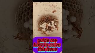 how to remove a hornet nest [upl. by Roby760]