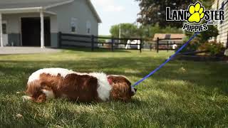 Handsome Cavalier King Charles Spaniel [upl. by Ytok657]