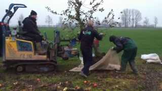 Fruitbomen rooien door loonbedrijfvankleefnl [upl. by Nedi]