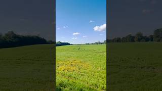 LouvainlaNeuve louvainlaneuve belgium europe nature fields shorts short viralvideo [upl. by Best366]