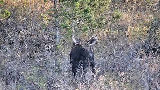 My Idaho Shiras Moose Hunt 2024 [upl. by Olga]