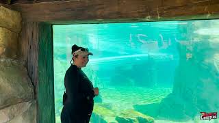 Commersons Dolphin Close Up Experience Aquatica Orlando 2023 [upl. by Gregoor143]