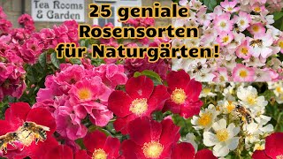 25 geniale Rosensorten für bienenfreundliche Gärten von Wildrose bis Rambler rosen gärtnern [upl. by Schaper416]