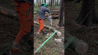 Tension compression sideways demo 👍🪓🌲 training treecutting dangerous forestry treefelling [upl. by Swart]