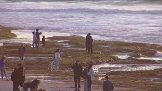 King tides give beachgoers chance to explore tide pools [upl. by Nedry]