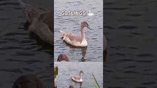 GOSLINGS AT WITCHELSTOWE PONDS 🦢🦢🦢 ABAdventuresYT [upl. by Aramak]