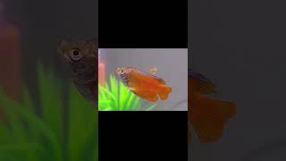 Fun Aquarium Fish Tank for Kids  DIY Aquarium Tank aquarium kids aquariumshorts [upl. by Anerda]