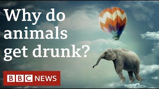 Do animals get drunk intentionally  Deeply Human BBC World Service [upl. by Therine]