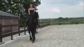 Friesian horse gelding Minte [upl. by Oiluarb]