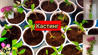 1 КАСТИНГОтросточки бугенвилии🌸 [upl. by Yona]