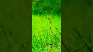 bee eater Bird  birds wildlife photography [upl. by Hardin]