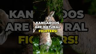 Top 3 Unbelievable Facts About Kangaroos [upl. by Arihsaj]