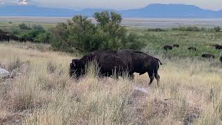 ANTELOPE ISLAND BISON GRAZING UP TO ROAD DURING RUT [upl. by Akinna292]