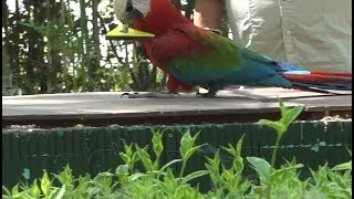 Le Parc des Perroquets Animations  BREN Drôme France [upl. by Anada]