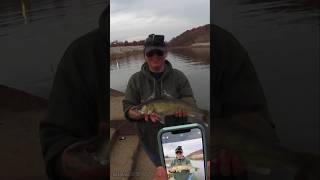 Her First Walleye 🤘 fypシ゚ missouri fishing shorts walleye outdoors adventures [upl. by Neruat]