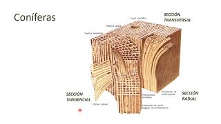 Anatomía de la madera de conífera   UPV [upl. by Anaeli]