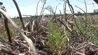 No Till  06 Retain Trash Tobin NoTill  Disc Drill Seeding [upl. by Micheal874]