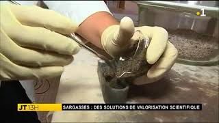 Sargasse  des solutions de valorisation scientifique [upl. by Dylan]