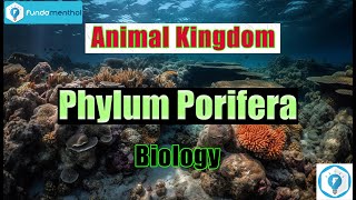 Phylum PORIFERA Sponges Animal KINGDOM ANIMALIA [upl. by Even44]