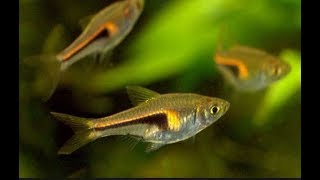 Trigonostigma espei – Lambchop Rasbora mating [upl. by Ahcirt]