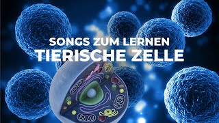 Aufbau der tierischen Zelle LERNSONG  Lernhilfe mit Beschriftung [upl. by Acilgna]