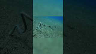 Freaky garden eels [upl. by Gemina]