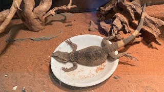 Chuckwalla Feeding [upl. by Lawson]