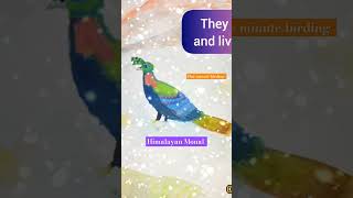 Lets know about Himalayan monal birds birds shortsviral arrahmantamilsong watercolorpainting [upl. by Phillipp]