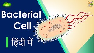 Bacterial Cell क्या है  संरचना और कार्य  Microbiology  Basic Science Series Hindi [upl. by Einnal]