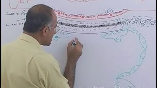 Function of Nephron in Kidney  Regulation of GFR  Renal System Physiology [upl. by Ainahtan]