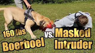 Boerboel Protection Training Dog Attack [upl. by Wheeler]