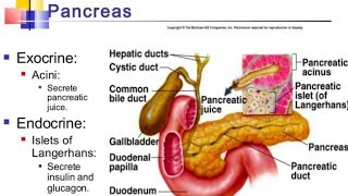 Pancreas Exocrine and Endocrine function [upl. by Nehttam840]