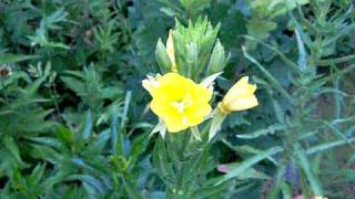 Evening Primrose Oenothera biennis flower opening in real time [upl. by Ahsetan295]