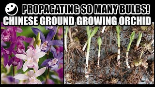 PROPAGATION amp REPOT  Chinese Ground Growing Orchids  Bletilla Striata [upl. by Adar]