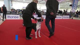 American Staffordshire Terrier ESPOSIZIONE INTERNAZIONALE CESENA 25012019 [upl. by Casper]