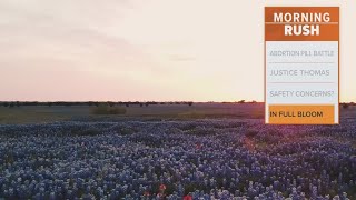 Spring bluebonnets are in full bloom in Texas [upl. by Acirat]