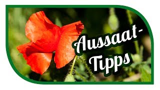 Aussaat amp Gartentipps im Juli 🌱 Garten im Juli 🌱 Jungpflanzenanzucht [upl. by Yllatan590]